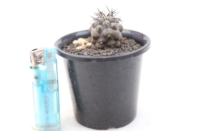 黒王丸 実生 A1182☆コピアポア サボテン☆浦部陽向園