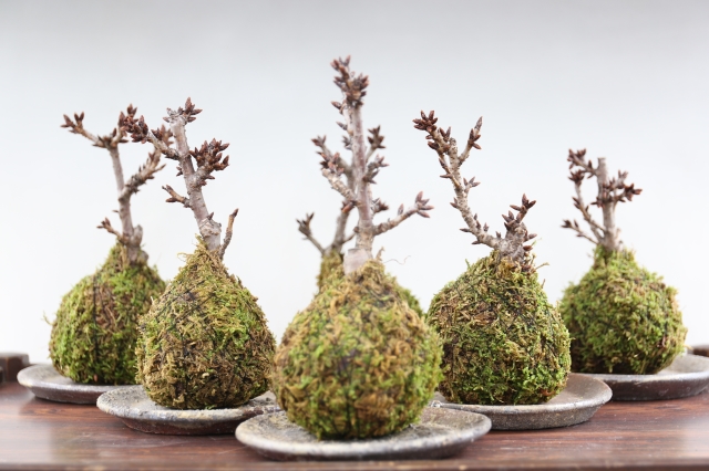 すべての美しい花の画像 最新のhd桜の 盆栽 値段