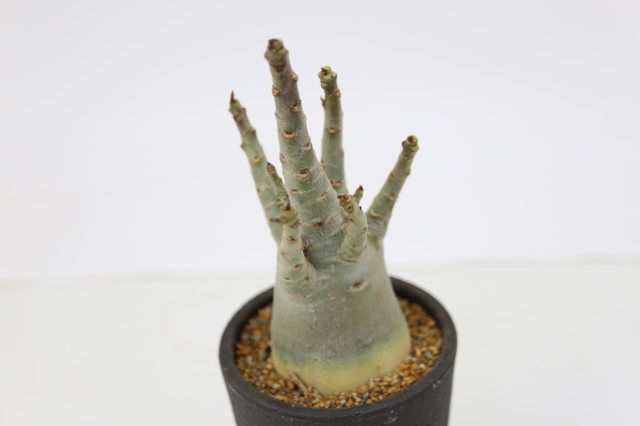 サボテン 多肉植物
