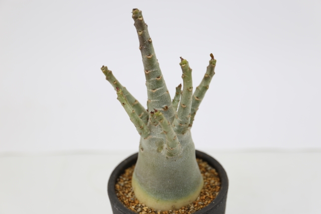 サボテン 多肉植物