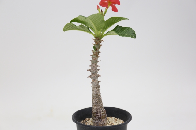 サボテン 多肉植物