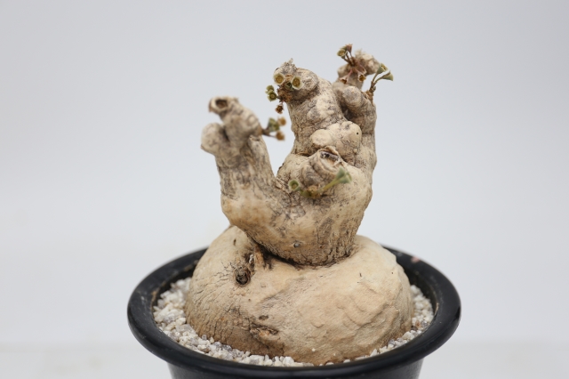 サボテン 多肉植物