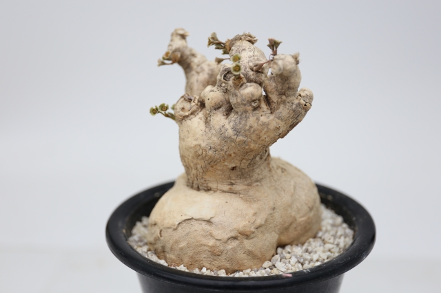 サボテン 多肉植物