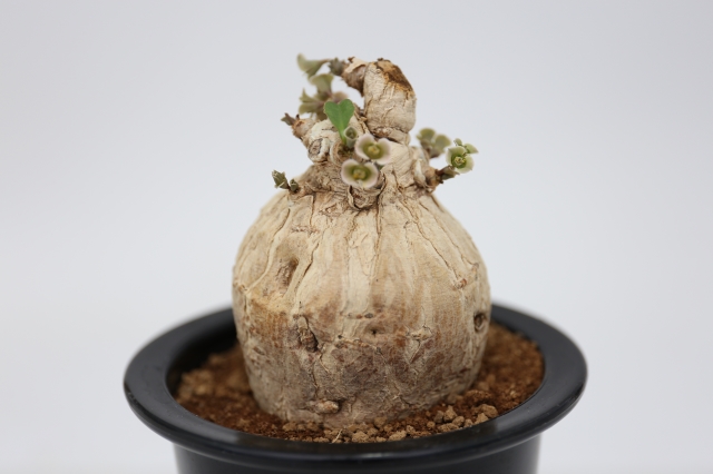 サボテン 多肉植物