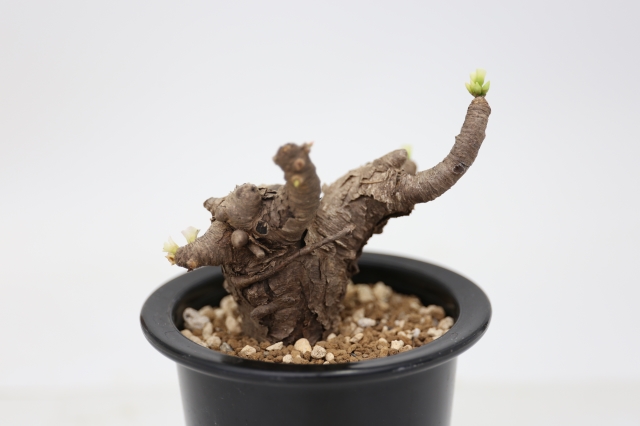 サボテン 多肉植物