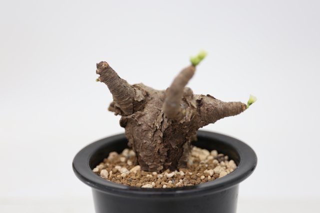 サボテン 多肉植物