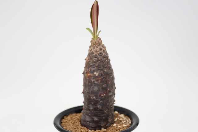 サボテン 多肉植物
