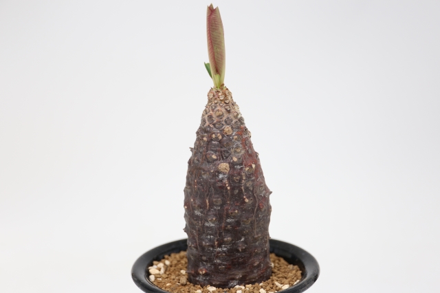 サボテン 多肉植物