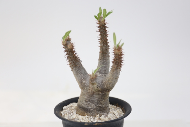 マカイエンセ 輸入球 A1235☆パキポディウム 塊根植物 多肉植物