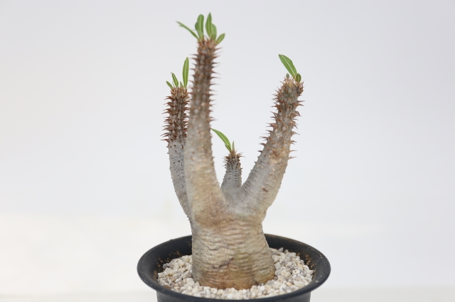 サボテン 多肉植物