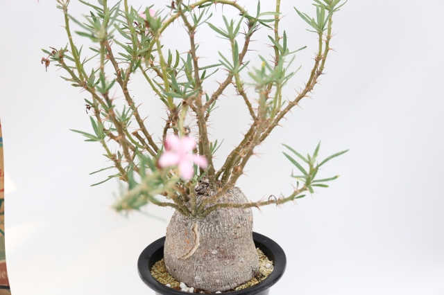 サボテン 多肉植物