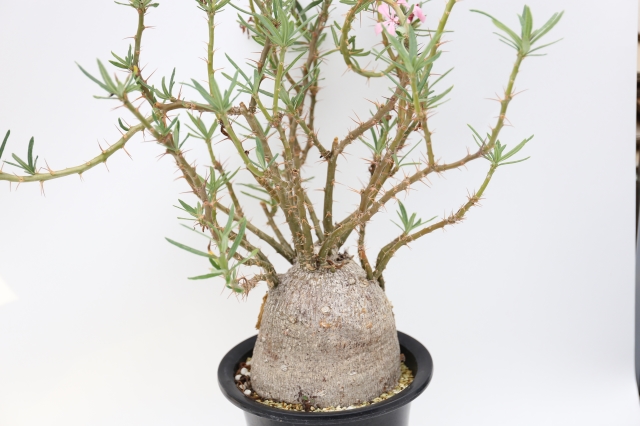 サボテン 多肉植物