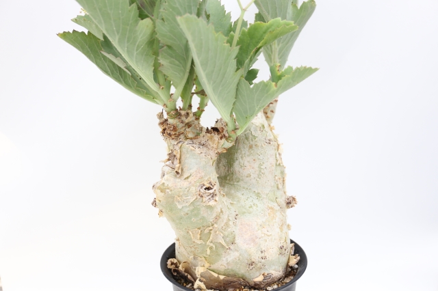 サボテン 多肉植物
