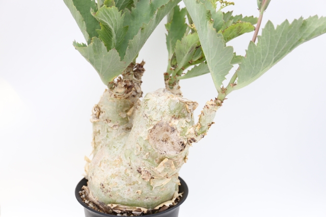 サボテン 多肉植物