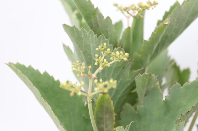 サボテン　多肉植物