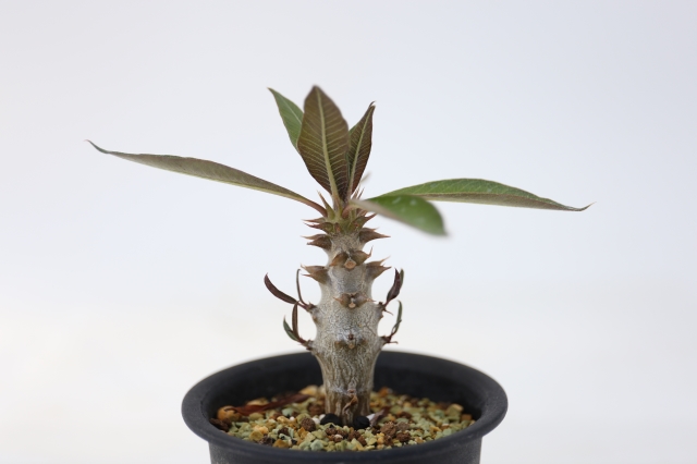 バロニー 実生 A1256☆パキポディウム コーデックス 多肉植物