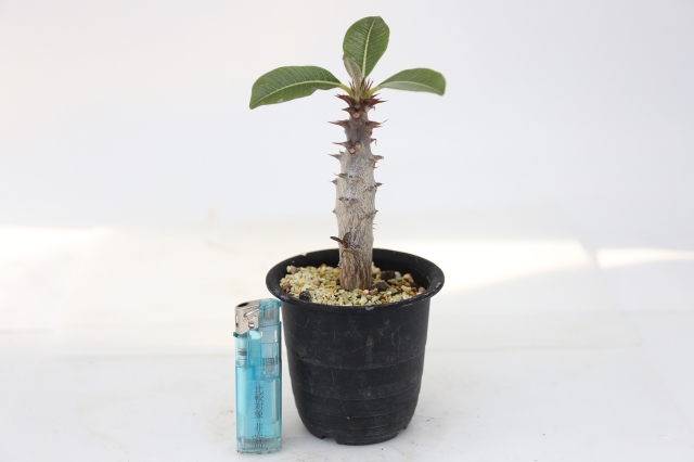 パキポディウムバロニー 国内実生 ダブルヘッド