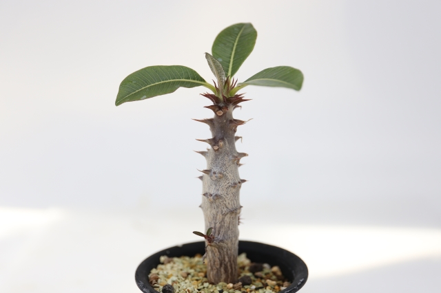 パキポディウムバロニー　国内実生 限定！ 国内実生株 パキポデュウム ウィンゾリー Pachypodium