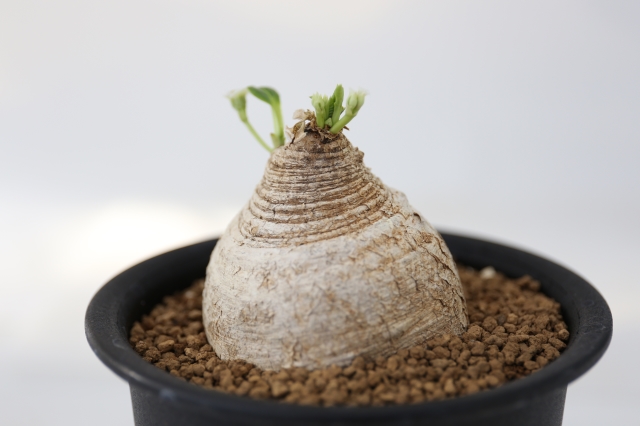 サボテン 多肉植物