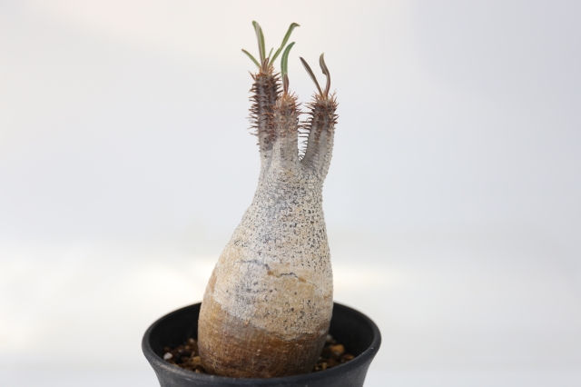 サボテン　多肉植物