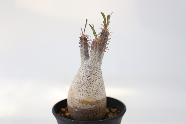 サボテン　多肉植物