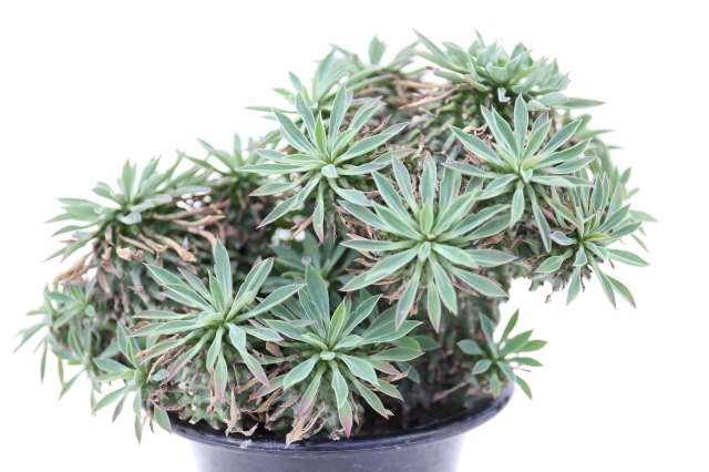 安曇野鉄甲丸 群生type A1272☆ユーフォルビア 鉄甲丸 多肉植物