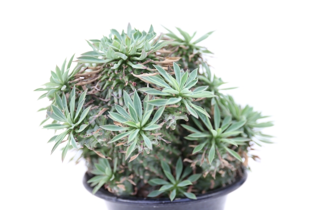 サボテン　多肉植物
