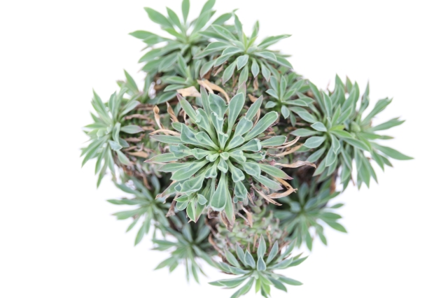 安曇野鉄甲丸 群生type A1274☆ユーフォルビア 鉄甲丸 多肉植物