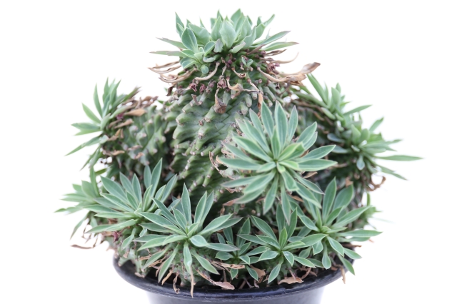 親株 ユーフォルビア 安曇野鉄甲 ユーフォルビア 安曇野鉄甲 Euphorbia hyb.'AzuminoTekkou