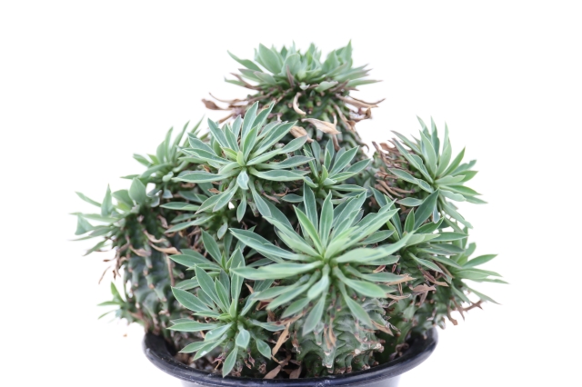 サボテン　多肉植物