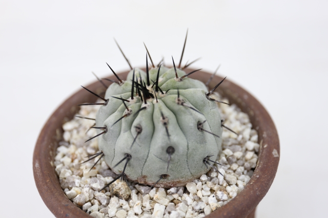 黒王丸 輸入球 A1280☆コピアポア シネレア サボテン☆「送料無料