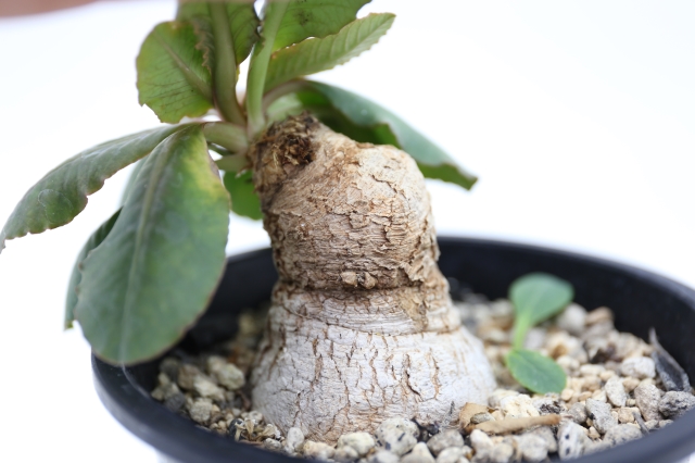 サボテン　多肉植物