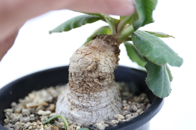 サボテン　多肉植物
