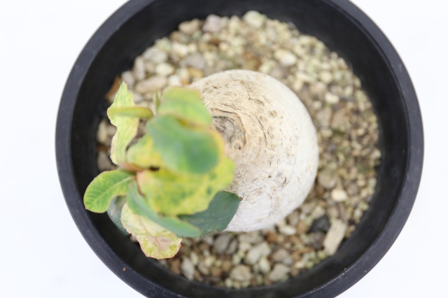 プリムリフォリア 輸入球 A1282☆ユーフォルビア 多肉植物