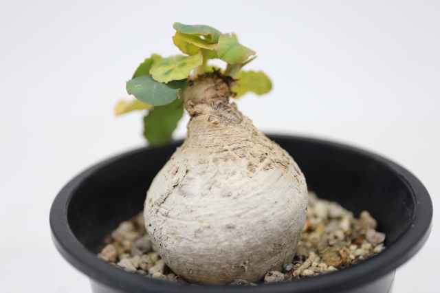 サボテン　多肉植物