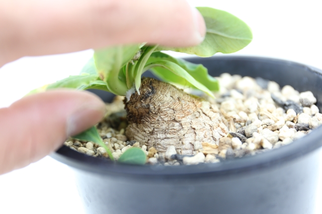 サボテン　多肉植物