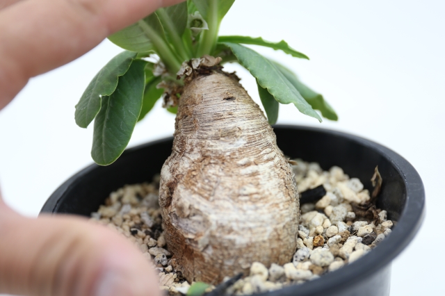 サボテン　多肉植物