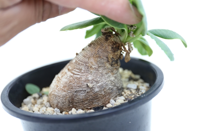 サボテン　多肉植物