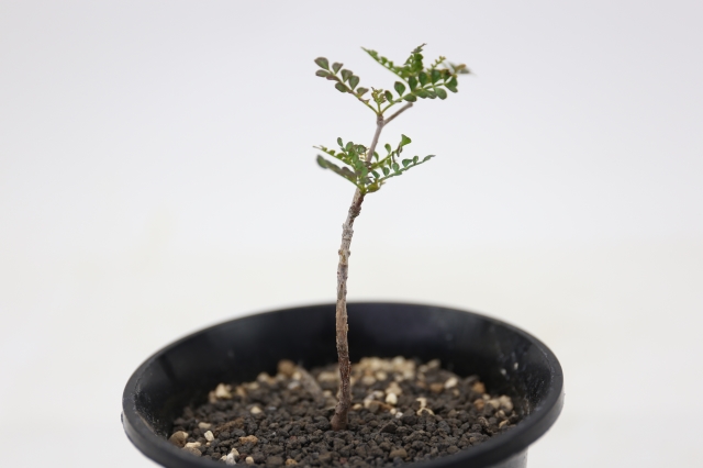サボテン　多肉植物