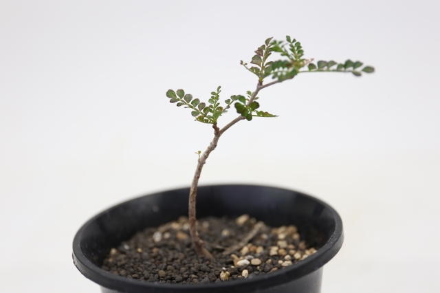サボテン　多肉植物