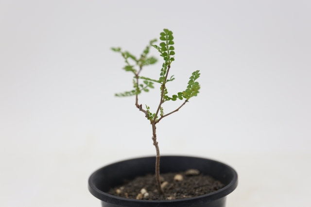 サボテン　多肉植物