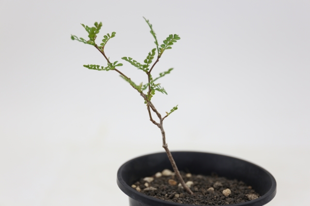 サボテン　多肉植物