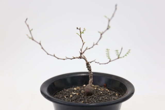 サボテン　多肉植物