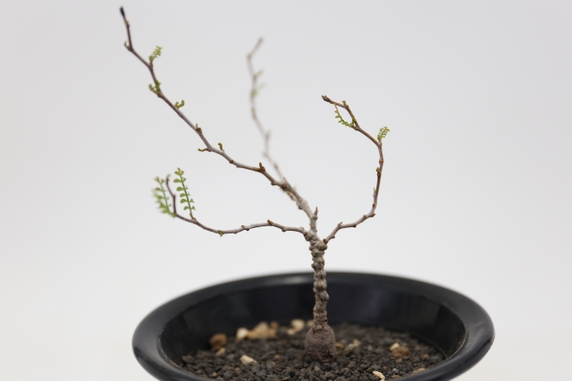 サボテン　多肉植物