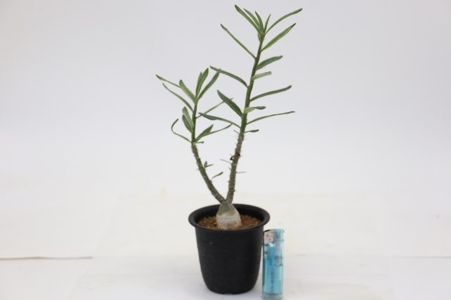 サボテン　多肉植物