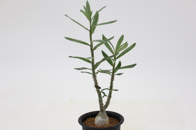 サボテン　多肉植物
