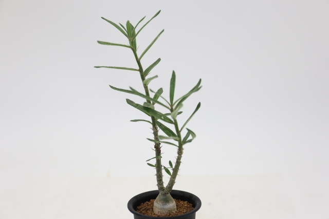 サボテン　多肉植物