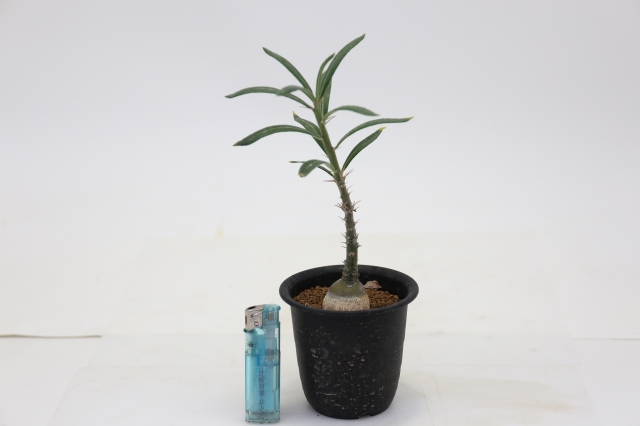 サボテン 多肉植物