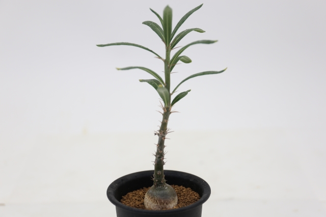 サボテン 多肉植物