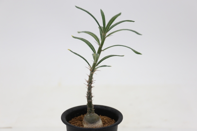 サボテン 多肉植物